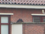 Schuilen voor de regen, LOVE
