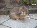 Knuffel, onze nieuwe aanwinst