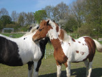 Knuffelende paardjes