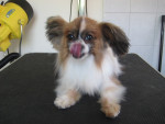 Schattig