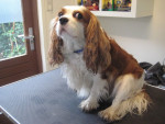 Quincy voor