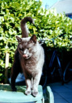 Max