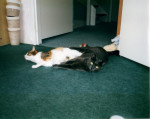 Max & Floortje